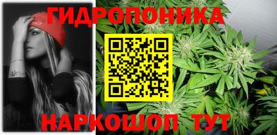 стаф Гай